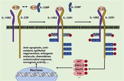 The role of interleukin-22 in lung health and its therapeutic potential for COVID-19